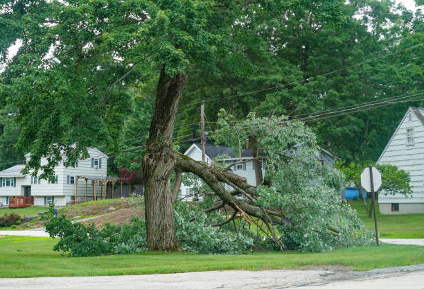 Tree Removal for Businesses in King Cove, AK